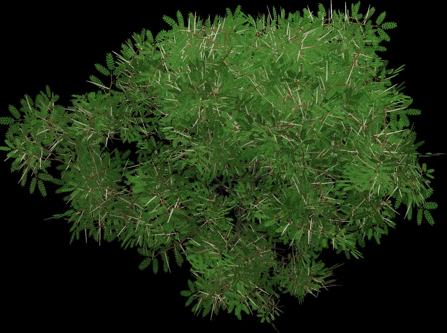 Acacia