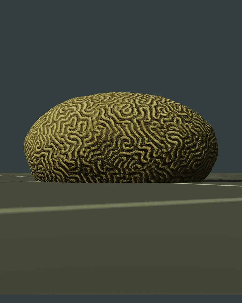 Corail cerveau