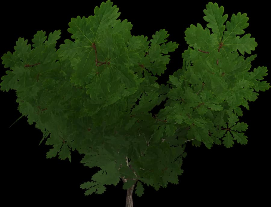 Bush