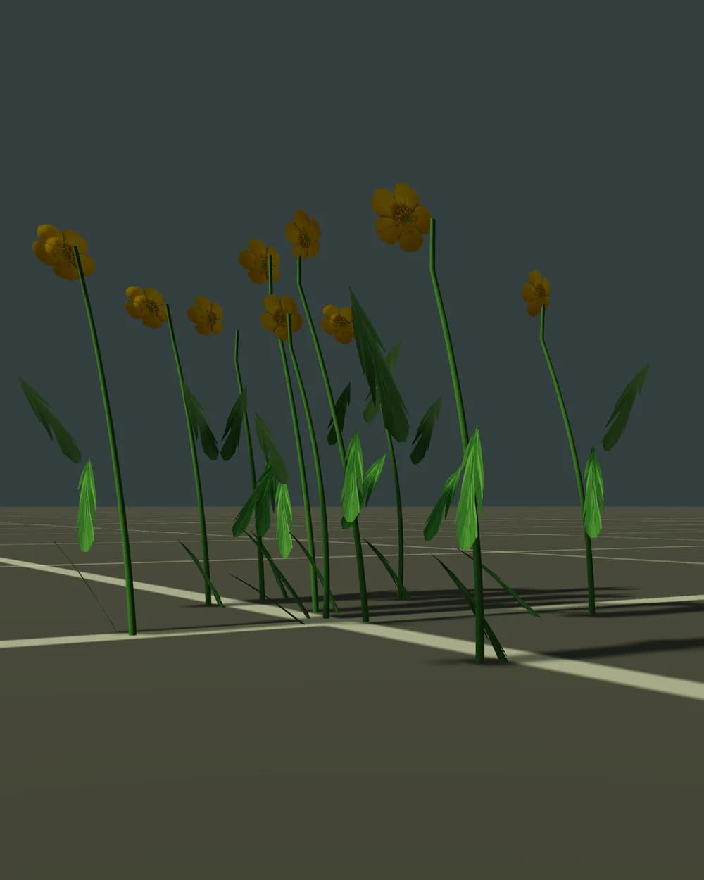 Buttercups