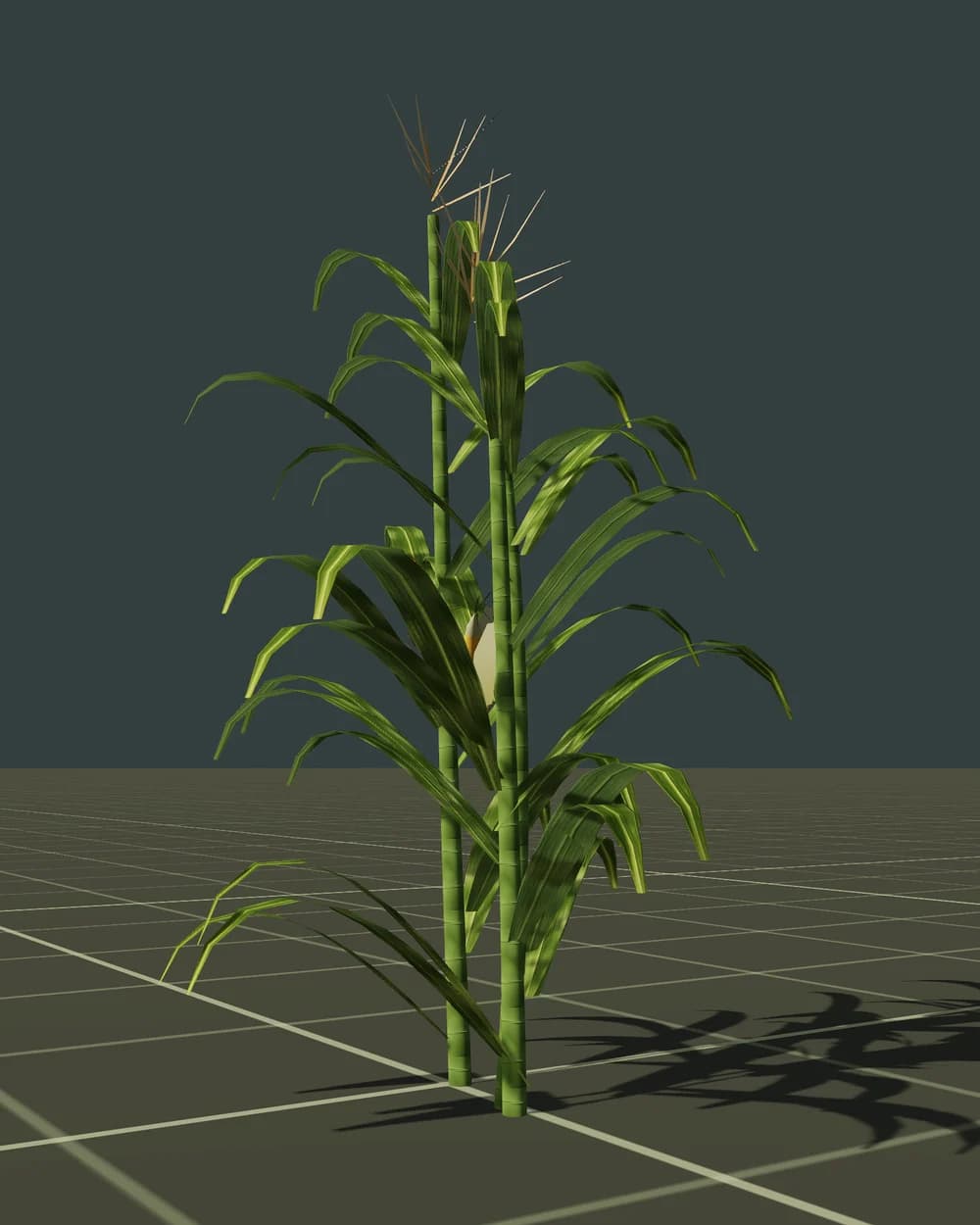 Corn