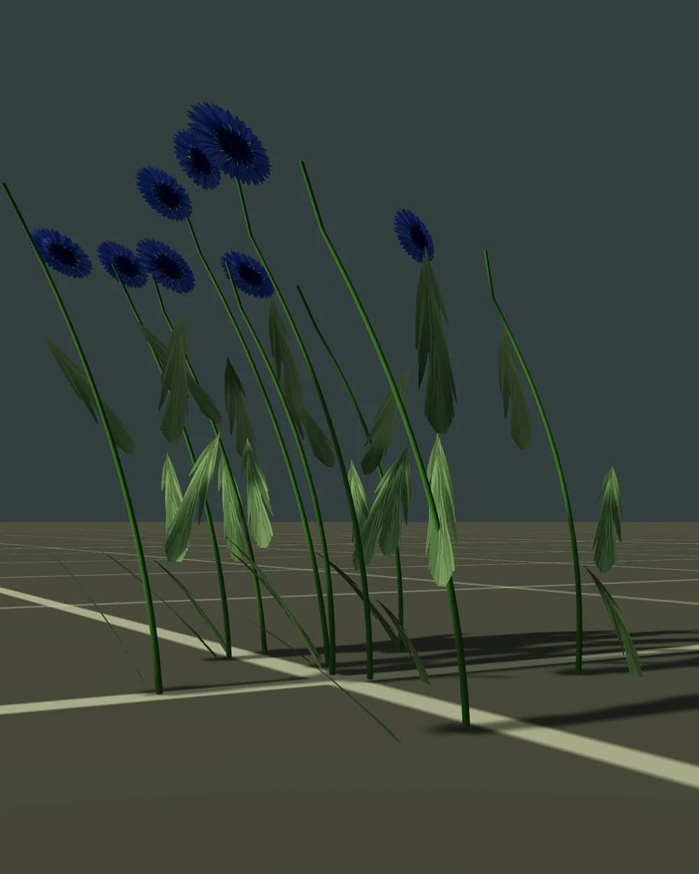Cornflowers