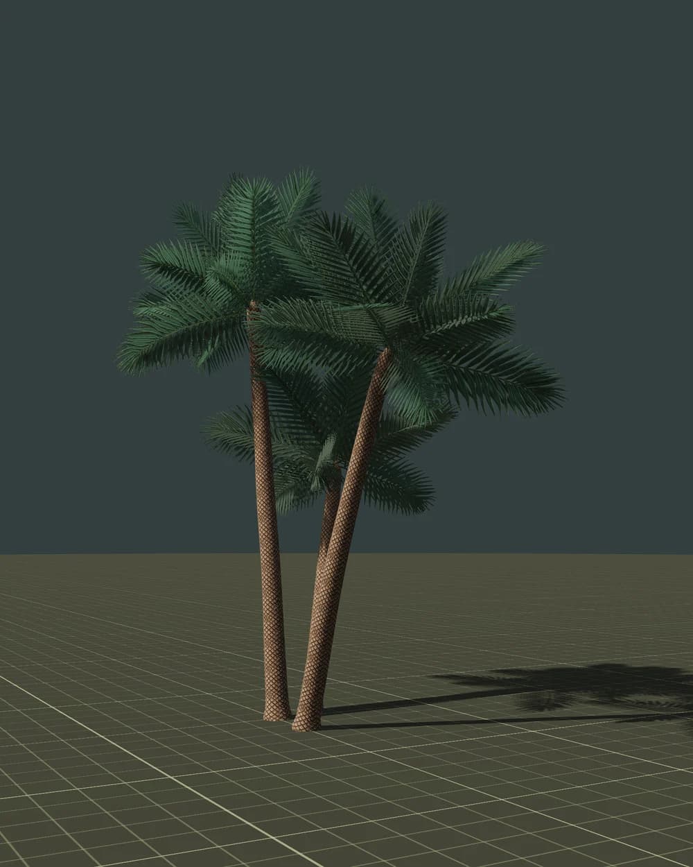 ナツメヤシ（株立ち）