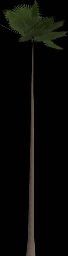 Washingtonia