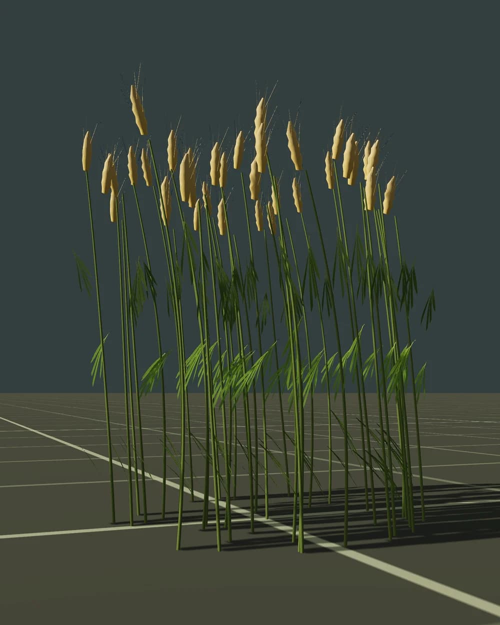 Wheat