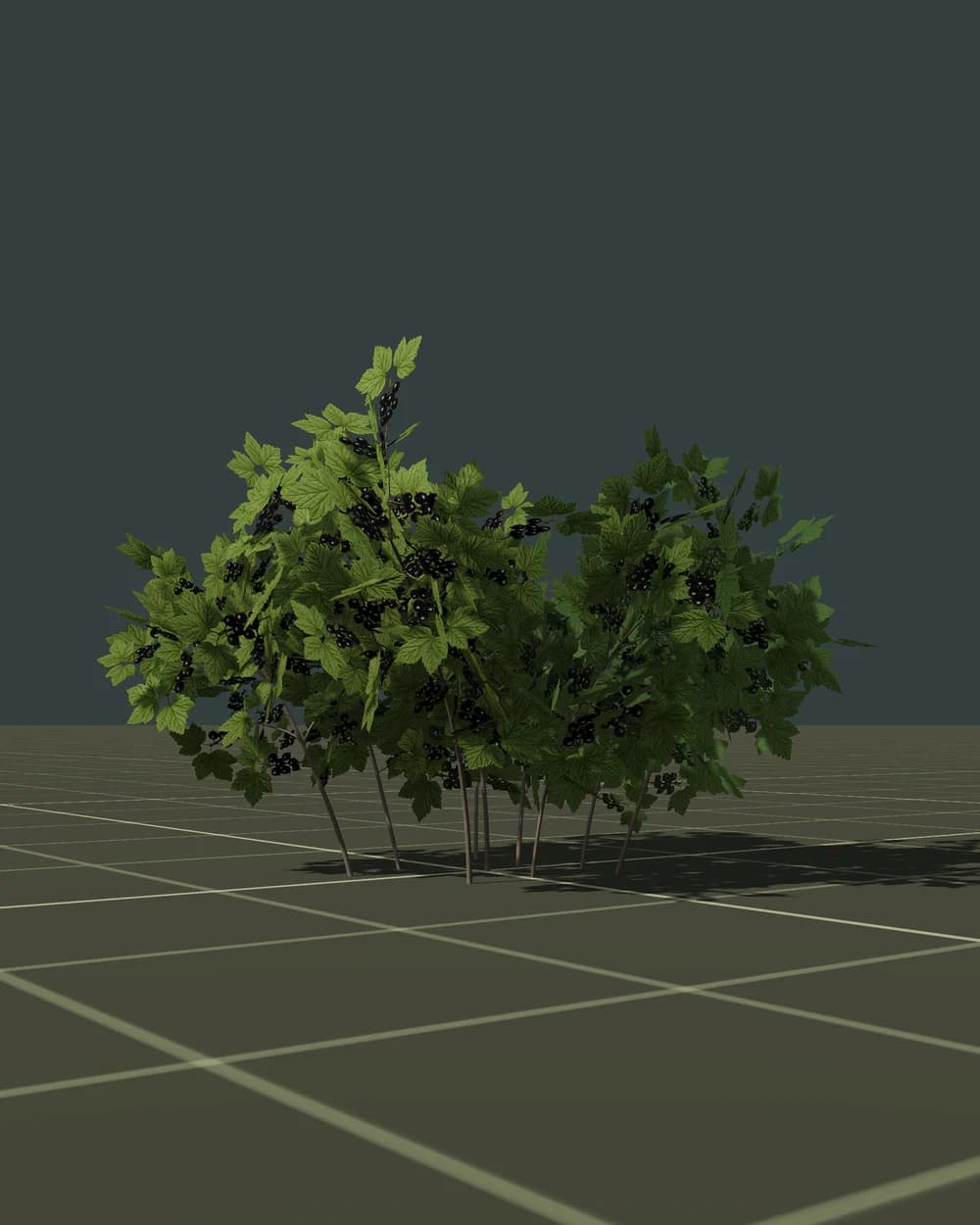 Johannisbeere — 3D