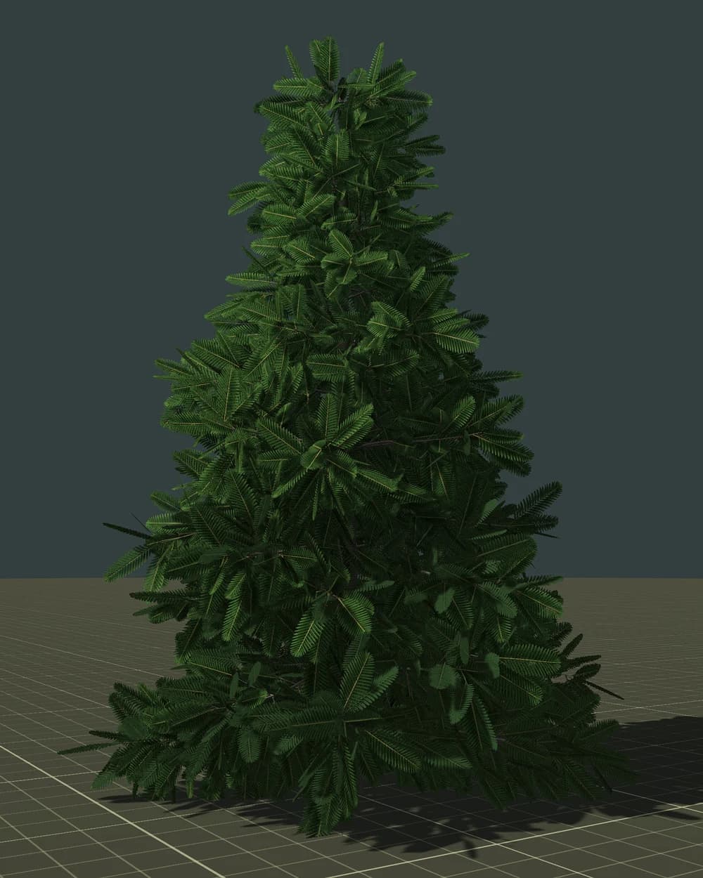 전나무 — 3D