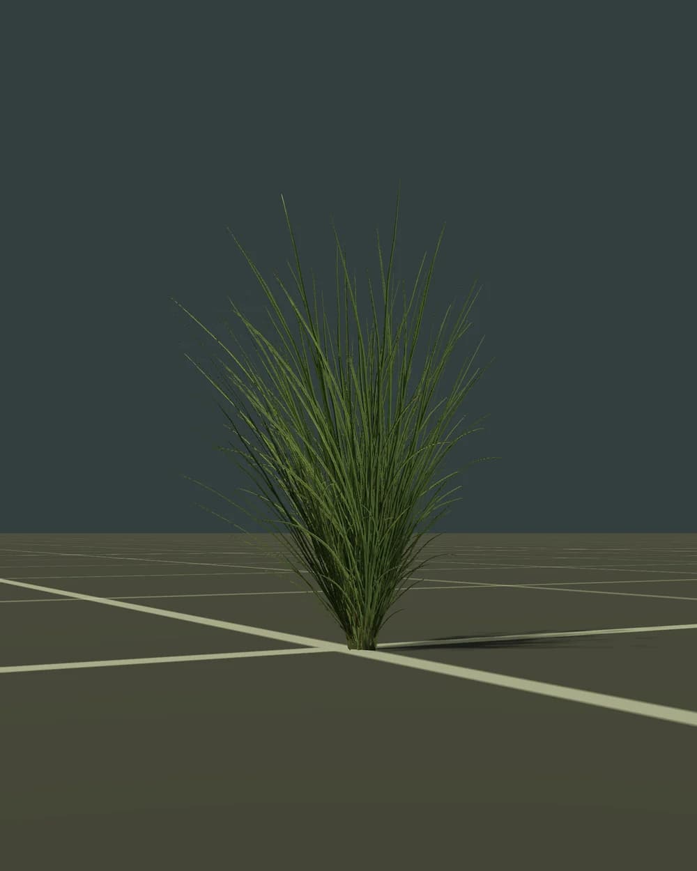 Grass Tuft
