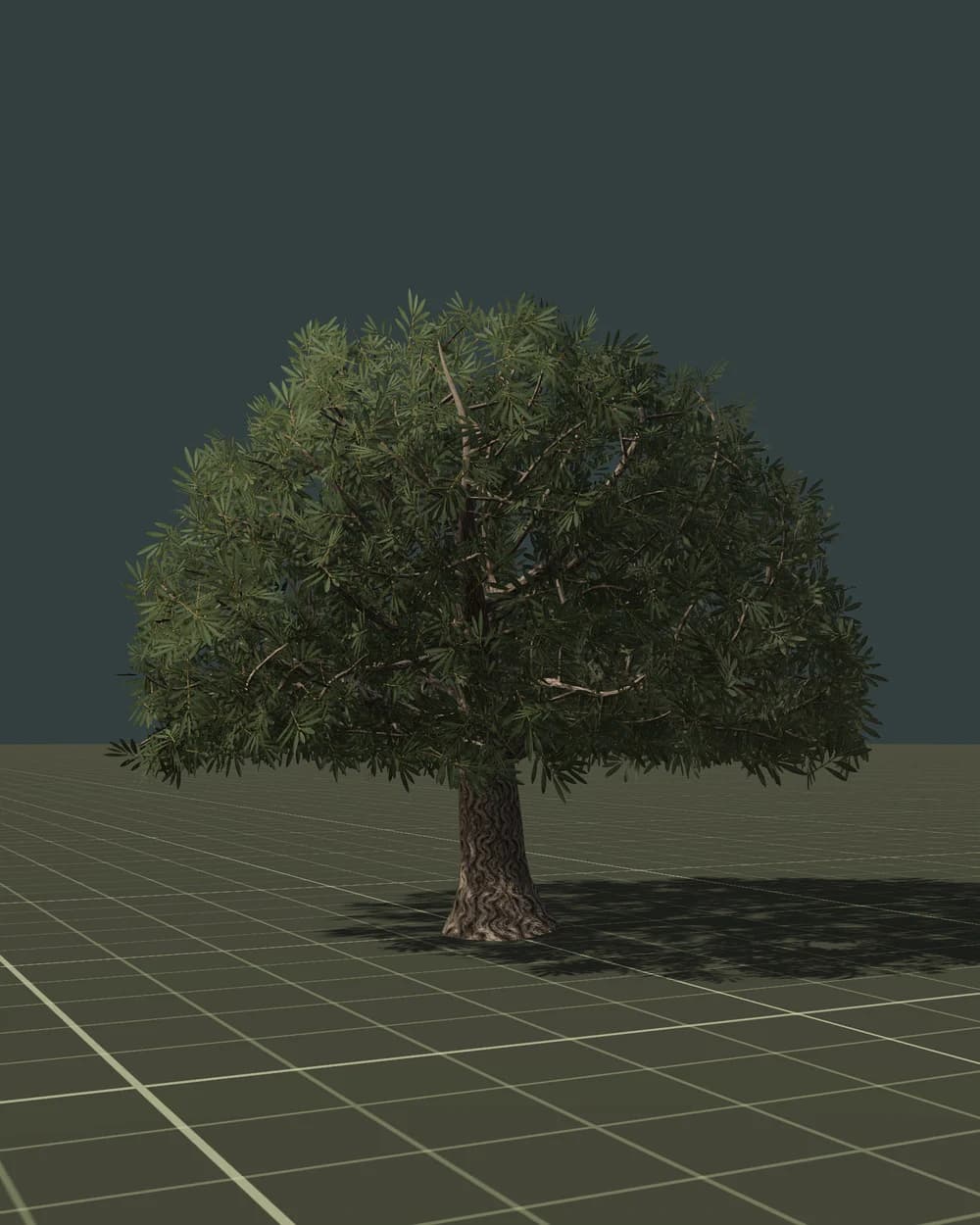 Olivenbaum