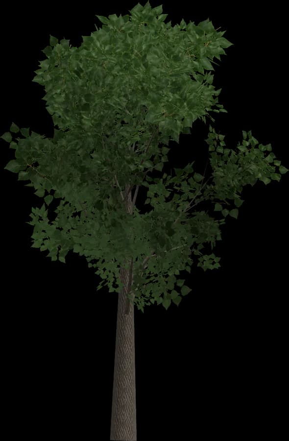 Poplar