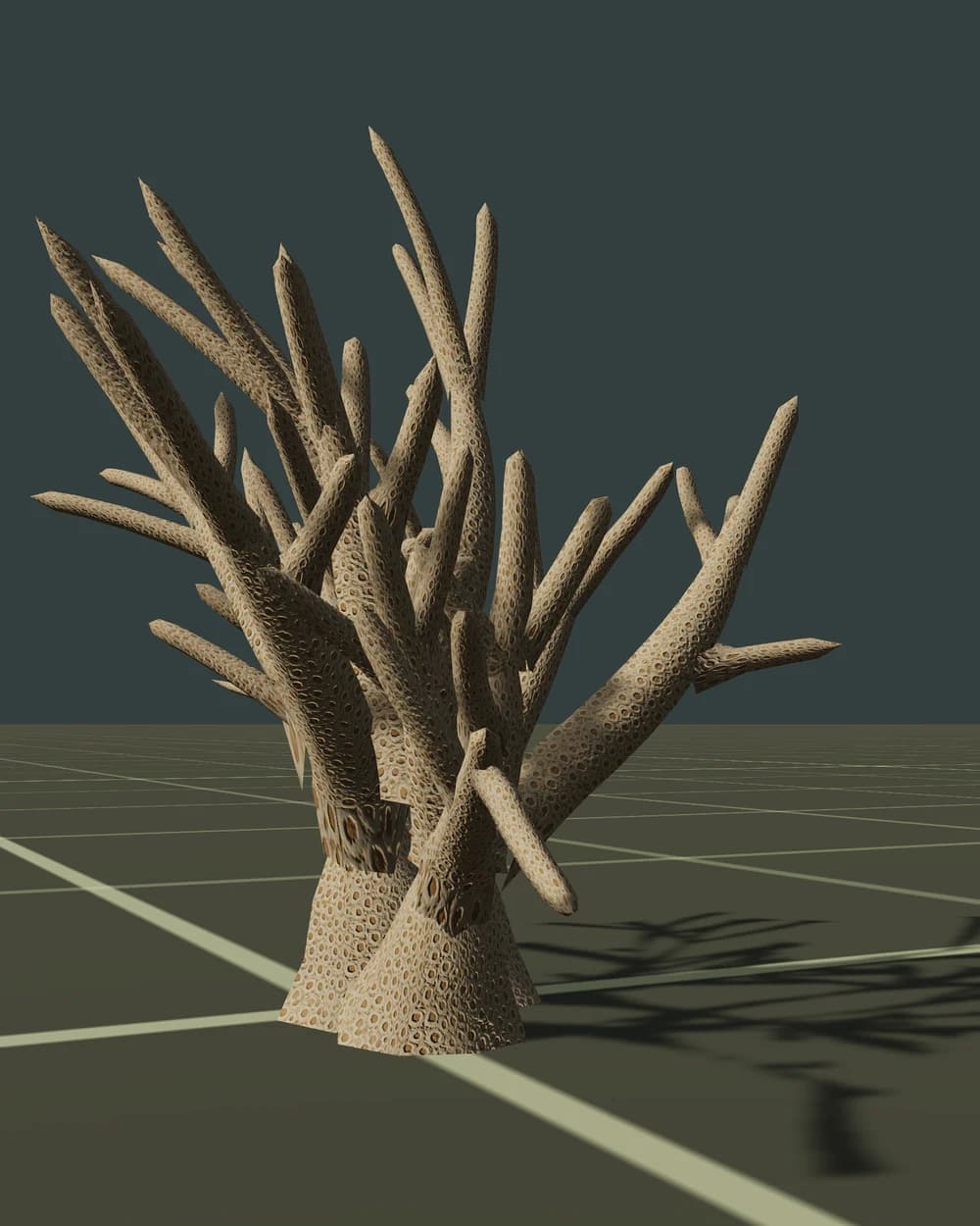 Staghorn coral
