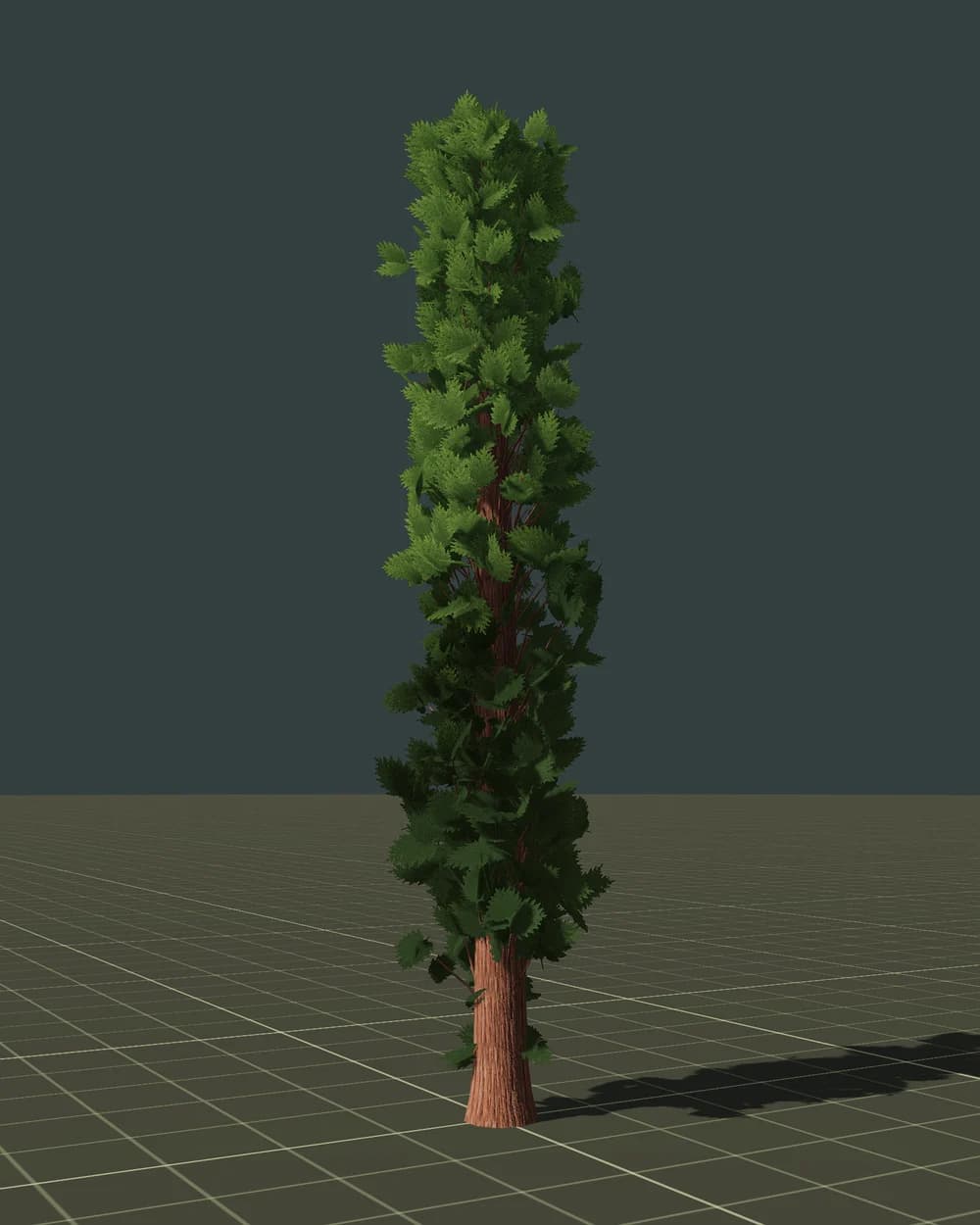 Thuya — 3D