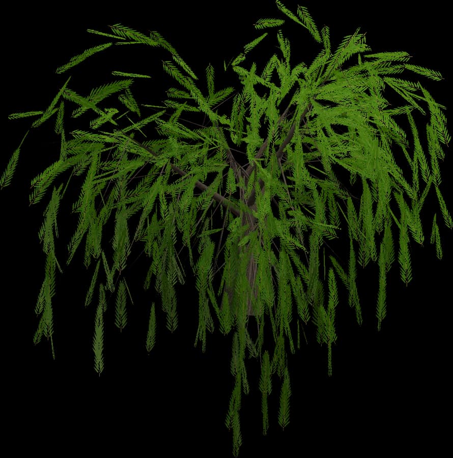 Weeping Willow